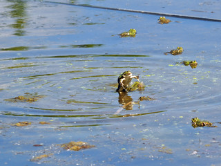 Grüner Wasserfrosch 