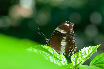 black butterfly on leaf