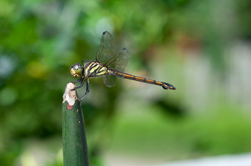 dragonfly on a branch