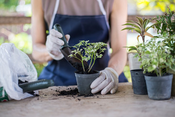 Fototapeta premium Make a small garden in house, People putting soil in pot, Close-up.