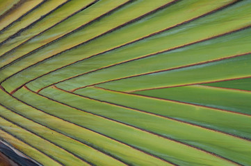 palm tree leaf