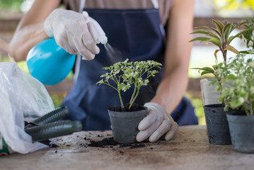 Small garden in the house, Sprinkling water for tree.