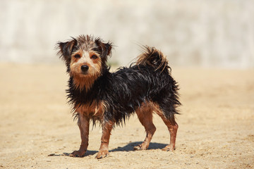 Fototapeta na wymiar dog on the sea beach