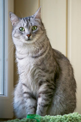 Grey serious cat sitting in the terrace with place for text. Domestic cat