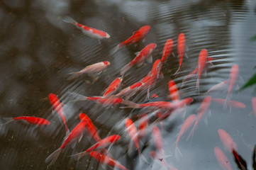 fish in the pond