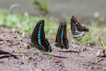 butterflies looking for food on the sand