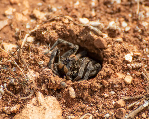 Anjar, Lebanon - famous for its Umayyad Caliphate ruins, a Unesco World Heritage Site, the village of Anjar presents hides a lot of wildlife among its ruins, like this funny spider in the picture