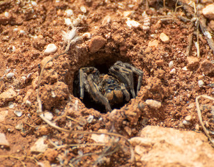 Anjar, Lebanon - famous for its Umayyad Caliphate ruins, a Unesco World Heritage Site, the village of Anjar presents hides a lot of wildlife among its ruins, like this funny spider in the picture