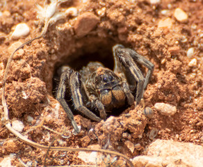 Anjar, Lebanon - famous for its Umayyad Caliphate ruins, a Unesco World Heritage Site, the village of Anjar presents hides a lot of wildlife among its ruins, like this funny spider in the picture