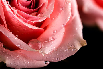 Closeup of a Pink Rose With Waterdrops