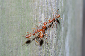 three red ants are fighting