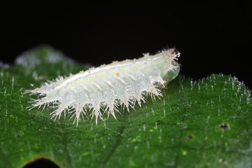 caterpillars in natural state