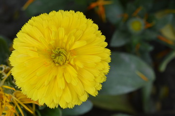 yellow flower in the garden