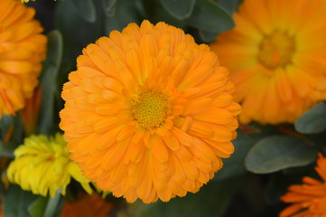 orange flowers in the garden