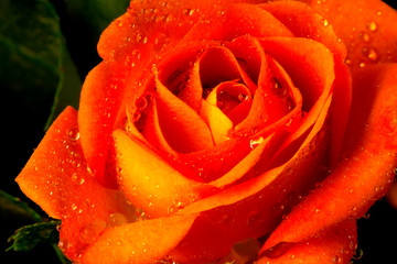 red rose with water drops