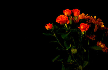 red flowers on black background