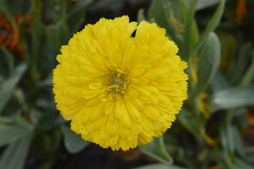 yellow flower in the garden