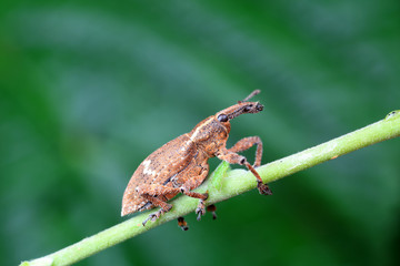 weevils inhabit nature