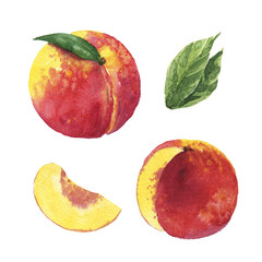 Hand drawn watercolor peaches on white background. illustration of fruit peach.
