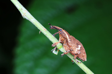 weevils inhabit nature