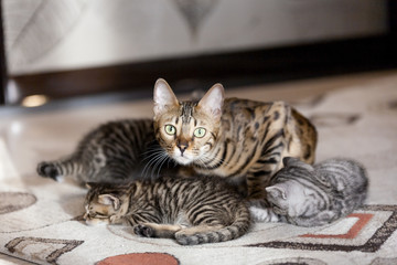 Beautiful bengal cat portrait with its striped baby kittens lying on the floor