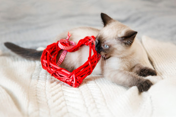 Sacred Burmese kitten with valentines day decor