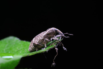 weevils inhabit nature