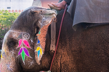 Indian elephants in Jaipur