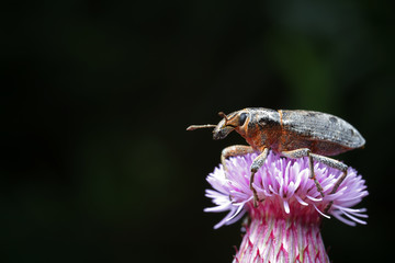 weevils inhabit nature