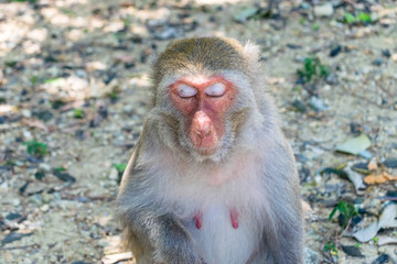 Old monkey with closed eyes with sun beams on face