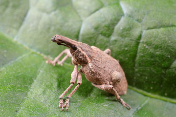 weevils inhabit nature