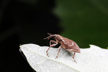 weevils inhabit nature
