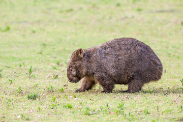 wilder Wombat im Abendlicht (Kangaroo Valley, Australien)