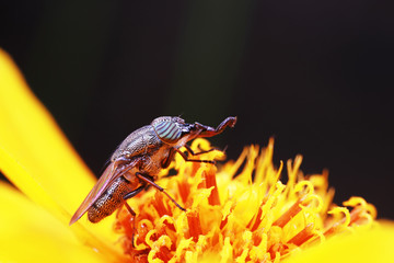Flies and insects on yellow flowers