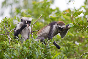 Two Endangered red colobus monkeys (Piliocolobus kirkii) Jozani rainforest Zanzibar