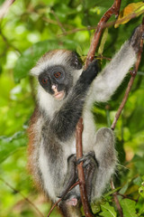 Naklejka na ściany i meble Endangered red colobus monkey (Piliocolobus kirkii) in Jozani rainforest Zanzibar