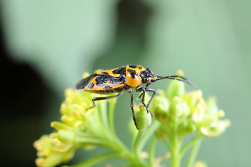 stink bug insects on plants