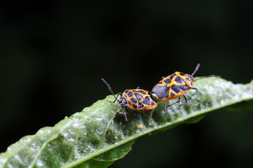 stink bugs are mating