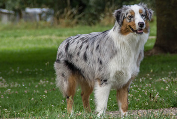 Chien dans une prairie