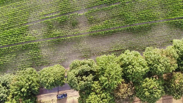 Crop circles Poland