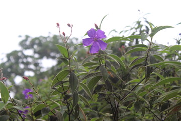 Flower from Melastome family  in west java