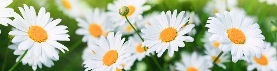 Macro Shot of white daisies in the summer garden.