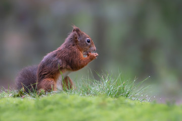 Naklejka na ściany i meble Eurasian red squirrel (Sciurus vulgaris) sitting on moss an eating a hazelnut in the forest of Noord Brabant in the Netherlands.