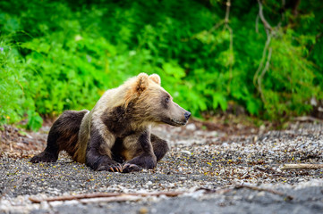 Ruling the landscape, brown bears of Kamchatka (Ursus arctos beringianus)