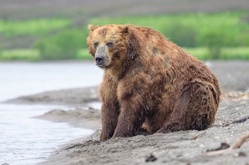 Obraz premium Ruling the landscape, brown bears of Kamchatka (Ursus arctos beringianus)
