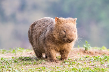 wilder Wombat in Australien