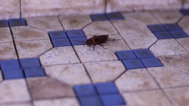 A common American cockroach crawling on filthy tiles - close up