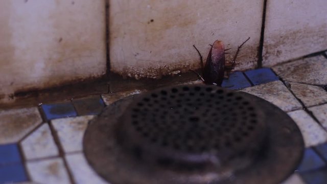 A common American cockroach forcing itself into a filthy covered drain pipe - close up