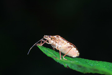 Halyomorpha halys on green leaves
