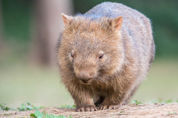 Junger Wilder Wombat Australien Kangaroo